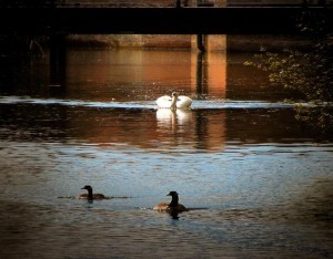 Swan Chasing Geese